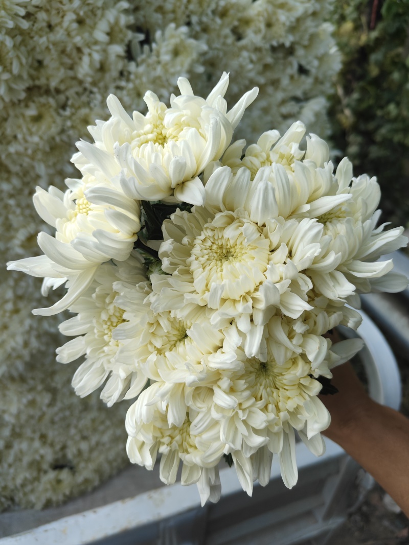 万亩鲜菊花，白菊黄菊，一件代发