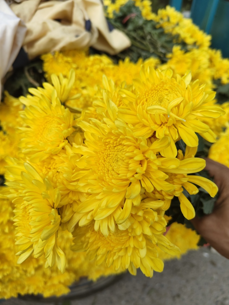 万亩鲜菊花，白菊黄菊，一件代发