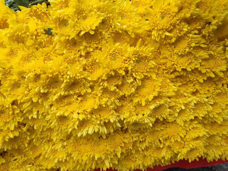 万亩鲜菊花，白菊黄菊，一件代发
