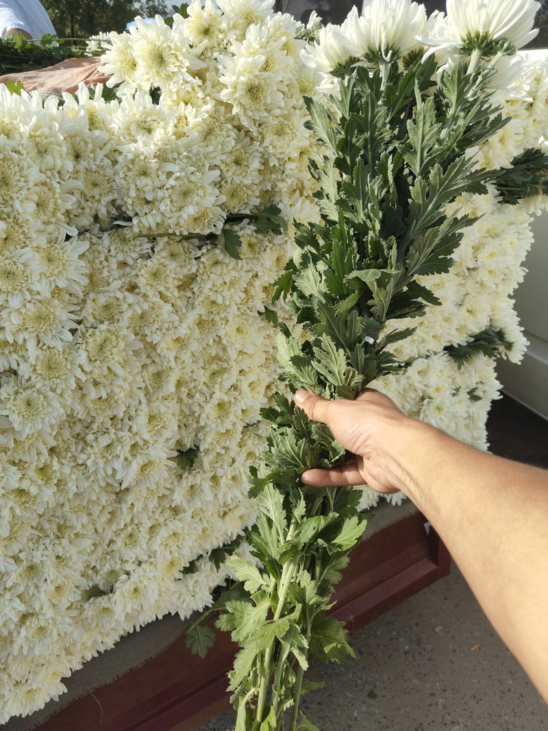 万亩鲜菊花，白菊黄菊，一件代发