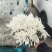 万亩鲜菊花，白菊黄菊，一件代发