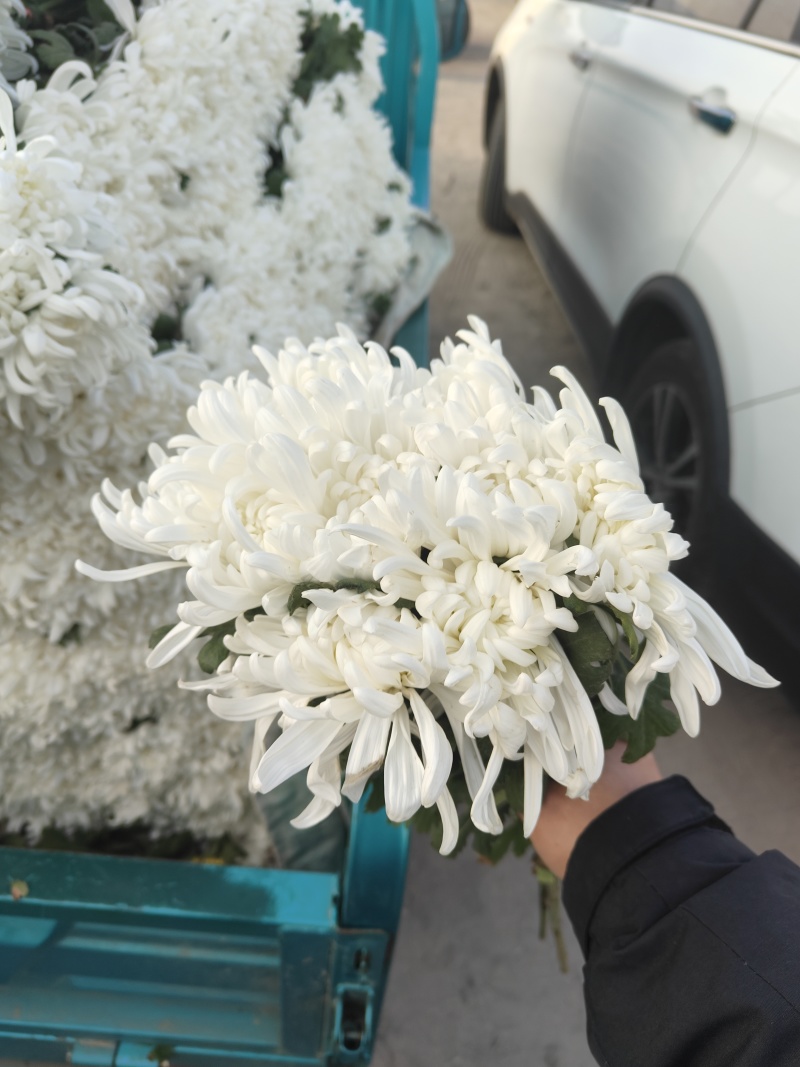 万亩鲜菊花，白菊黄菊，一件代发
