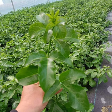 广西临桂黄金百香果台农扞插苗，一手货源，欢迎致电采购