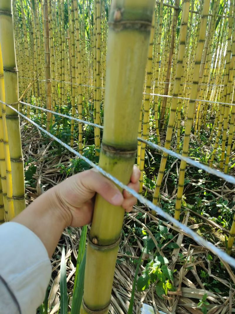 云南黄金甘蔗大量上市需要得老板联系