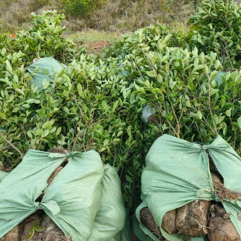 湘林210油茶苗，量大价优，产地直发，保质保量，欢迎咨询