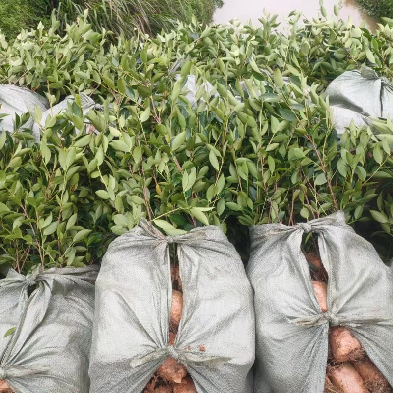 湘林210油茶苗，量大价优，产地直发，保质保量，欢迎咨询