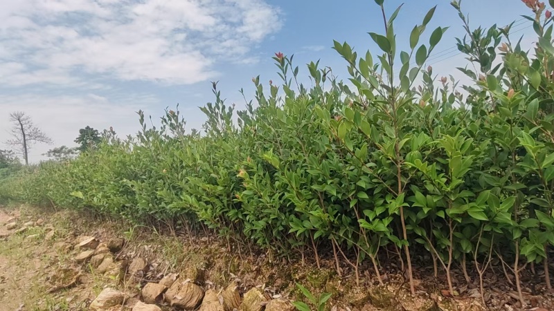 湘林210油茶苗，量大价优，产地直发，保质保量，欢迎咨询