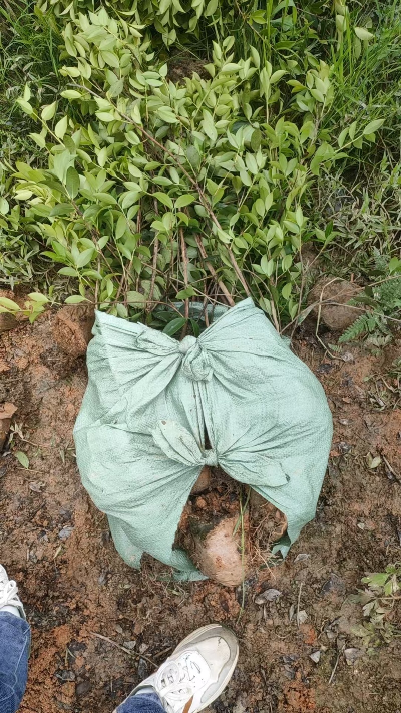 湘林210油茶苗，量大价优，产地直发，保质保量，欢迎咨询