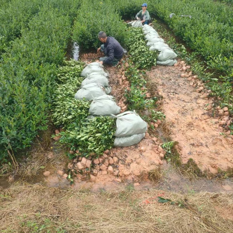 湘林210油茶苗，量大价优，产地直发，保质保量，欢迎咨询
