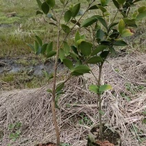 湘林210油茶苗，长林4号40号53号油茶苗华鑫，华硕