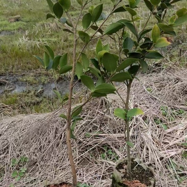 湘林210油茶苗，长林4号40号53号油茶苗华鑫，华硕