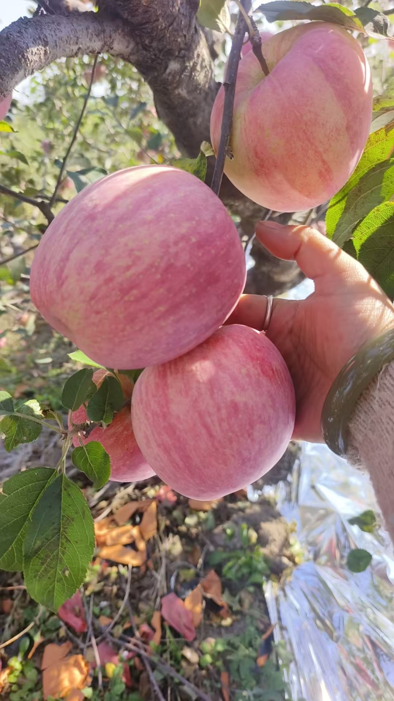 寒富苹果大量上市供应口感好价格合理规格齐全欢迎电联