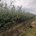 湘林210油茶苗，长林4号40号53号油茶苗华鑫，华硕