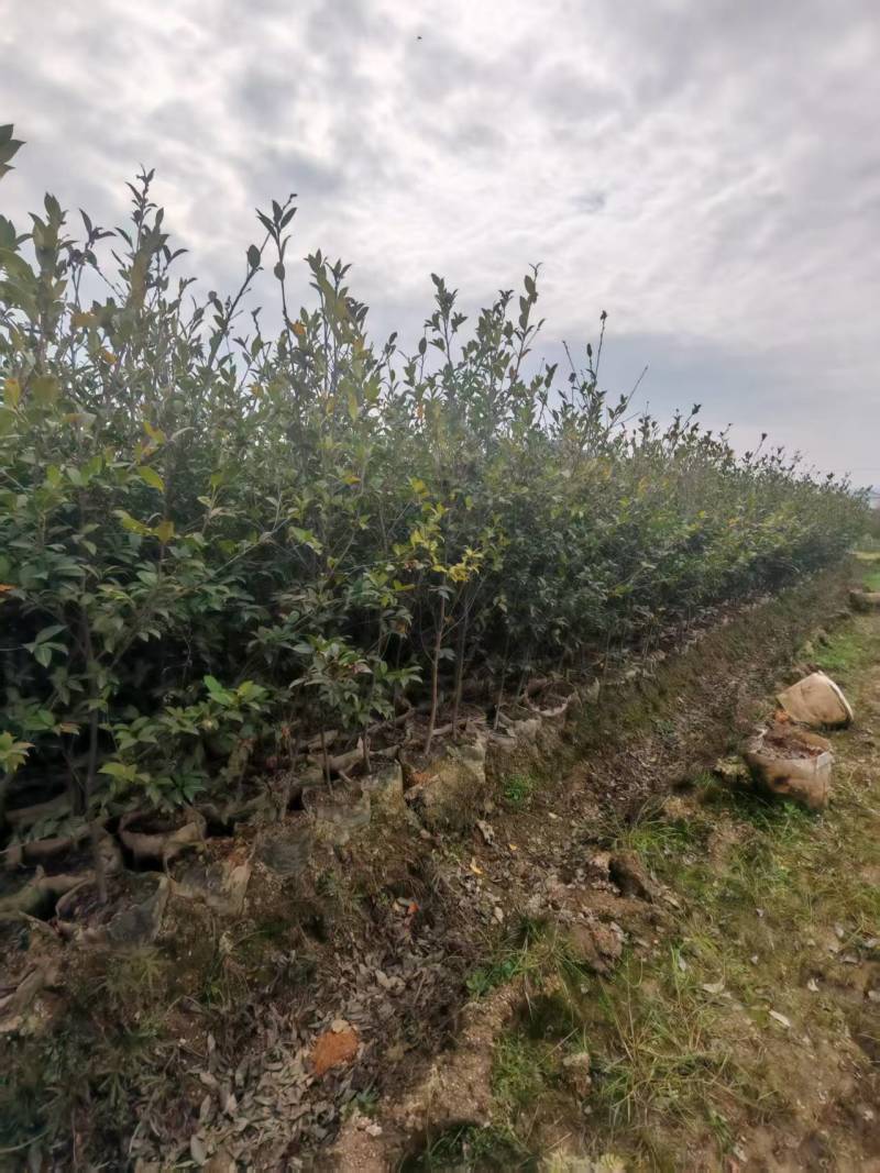 湘林210油茶苗，长林4号40号53号油茶苗华鑫，华硕
