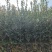 湘林210油茶苗，长林4号40号53号油茶苗华鑫，华硕