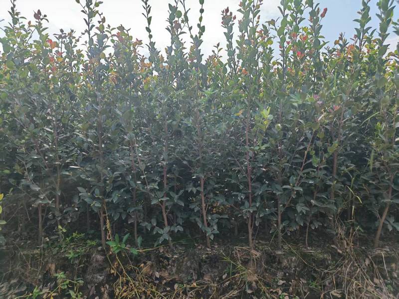湘林210油茶苗，长林4号40号53号油茶苗华鑫，华硕