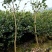 湘林210油茶苗，长林4号40号53号油茶苗华鑫，华硕