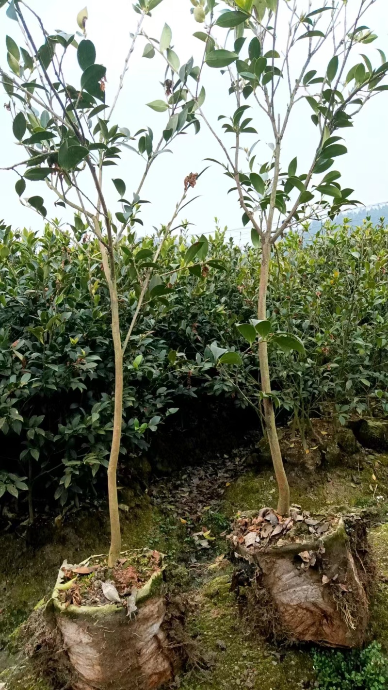 湘林210油茶苗，长林4号40号53号油茶苗华鑫，华硕