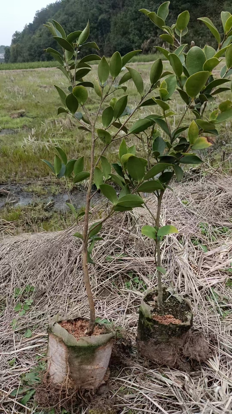 湘林210油茶苗，长林4号40号53号油茶苗华鑫，华硕