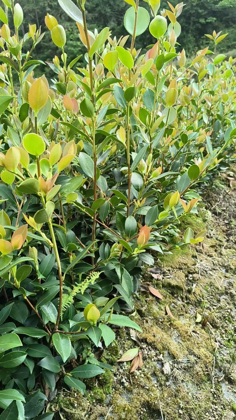 湘林210油茶苗，长林4号40号53号油茶苗华鑫，华硕