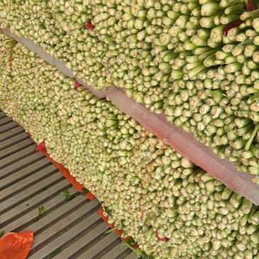 精品芹菜