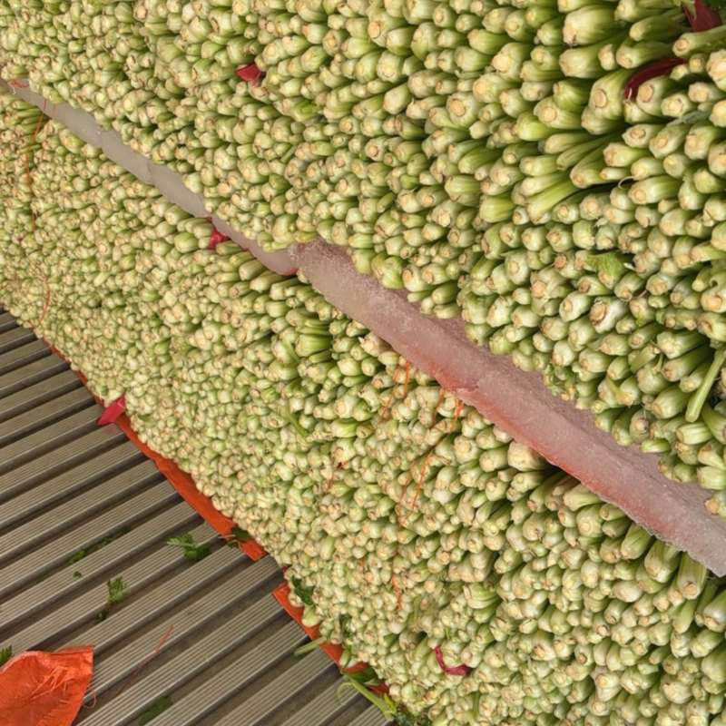 精品芹菜