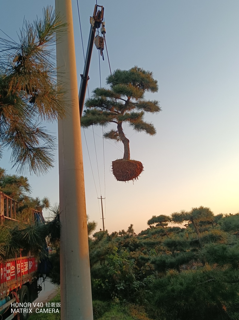 山东黑松自家种植，一手货源，产地直发，欢迎实地考察
