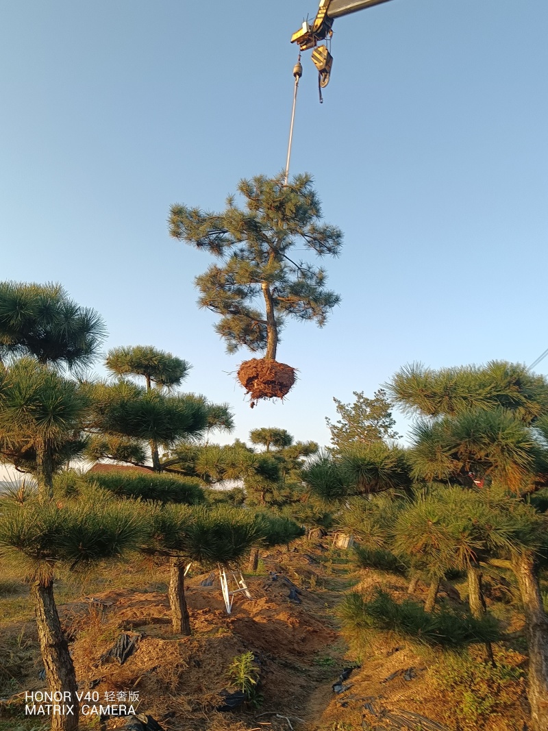山东黑松自家种植，一手货源，产地直发，欢迎实地考察