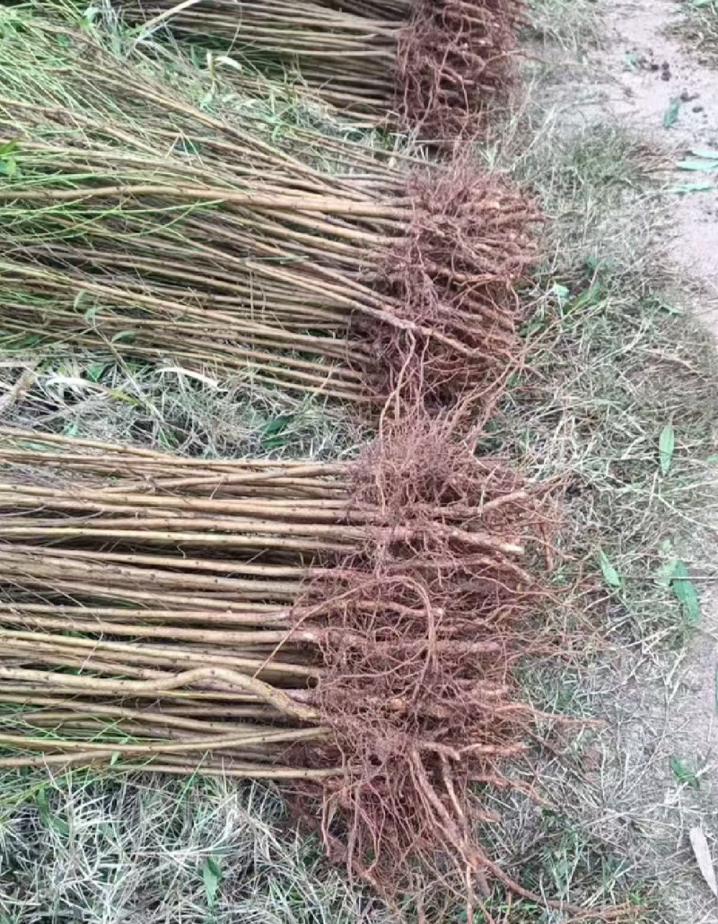 【推荐】山东蒙阴桃树毛苗/技术指导/视频看货/诚信经营