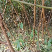 【推荐】山东蒙阴桃树毛苗/视频看货/诚信经营/一手货源/