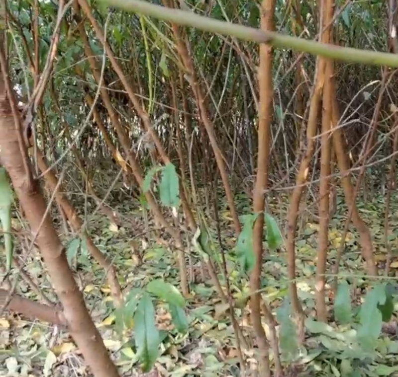 【推荐】山东蒙阴桃树毛苗/视频看货/诚信经营/一手货源/