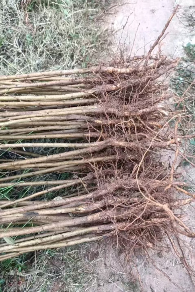 【推荐】山东蒙阴桃树毛苗/视频看货/诚信经营/一手货源/