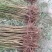 【推荐】山东蒙阴桃树毛苗/视频看货/诚信经营/一手货源/