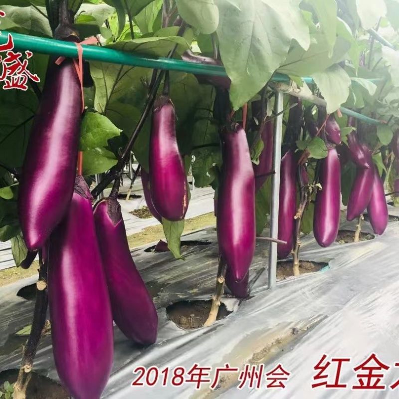 龙盛红金龙茄种子杂交品种果型整齐结果多抗病高产春秋播种