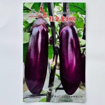 红金龙9407红茄种子肉厚细嫩甜糯果型整齐高产红茄种子