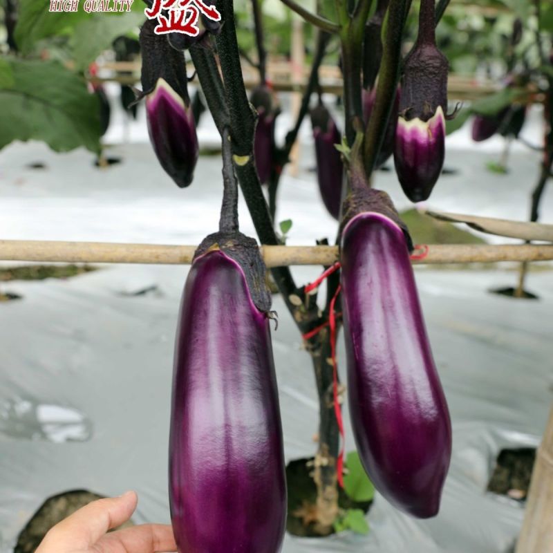 红金龙9407红茄种子肉厚细嫩甜糯果型整齐高产红茄种子