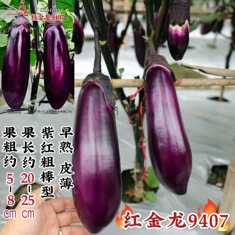 红金龙9407红茄种子肉厚细嫩甜糯果型整齐高产红茄种子
