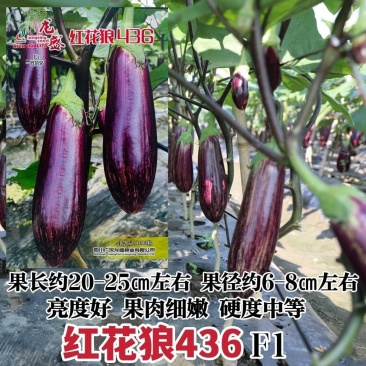 红花狼竹丝茄种子果型顺直肉厚细嫩硬度好高产耐运输花茄种子