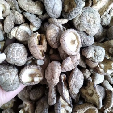 干香菇新鲜香菇烘干而成品质优良产地直供一手货源