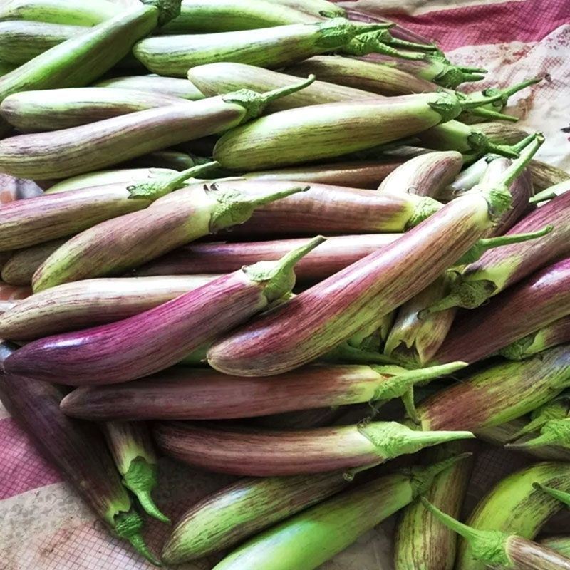 红花狼竹丝茄种子果型顺直肉厚细嫩硬度好高产耐运输花茄种子