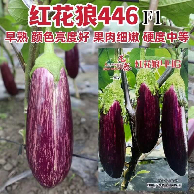 红花狼竹丝茄种子果型顺直肉厚细嫩硬度好高产耐运输花茄种子
