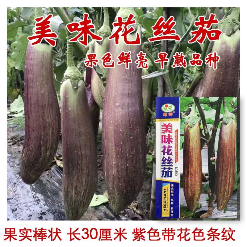 红花狼竹丝茄种子果型顺直肉厚细嫩硬度好高产耐运输花茄种子