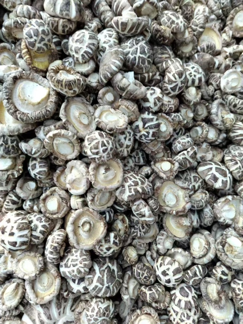 干香菇新鲜香菇烘干而成品质优良产地直供一手货源
