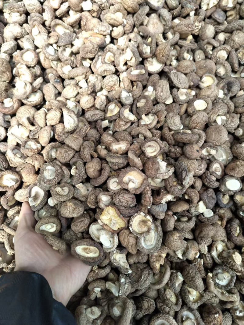 干香菇新鲜香菇烘干而成品质优良产地直供一手货源