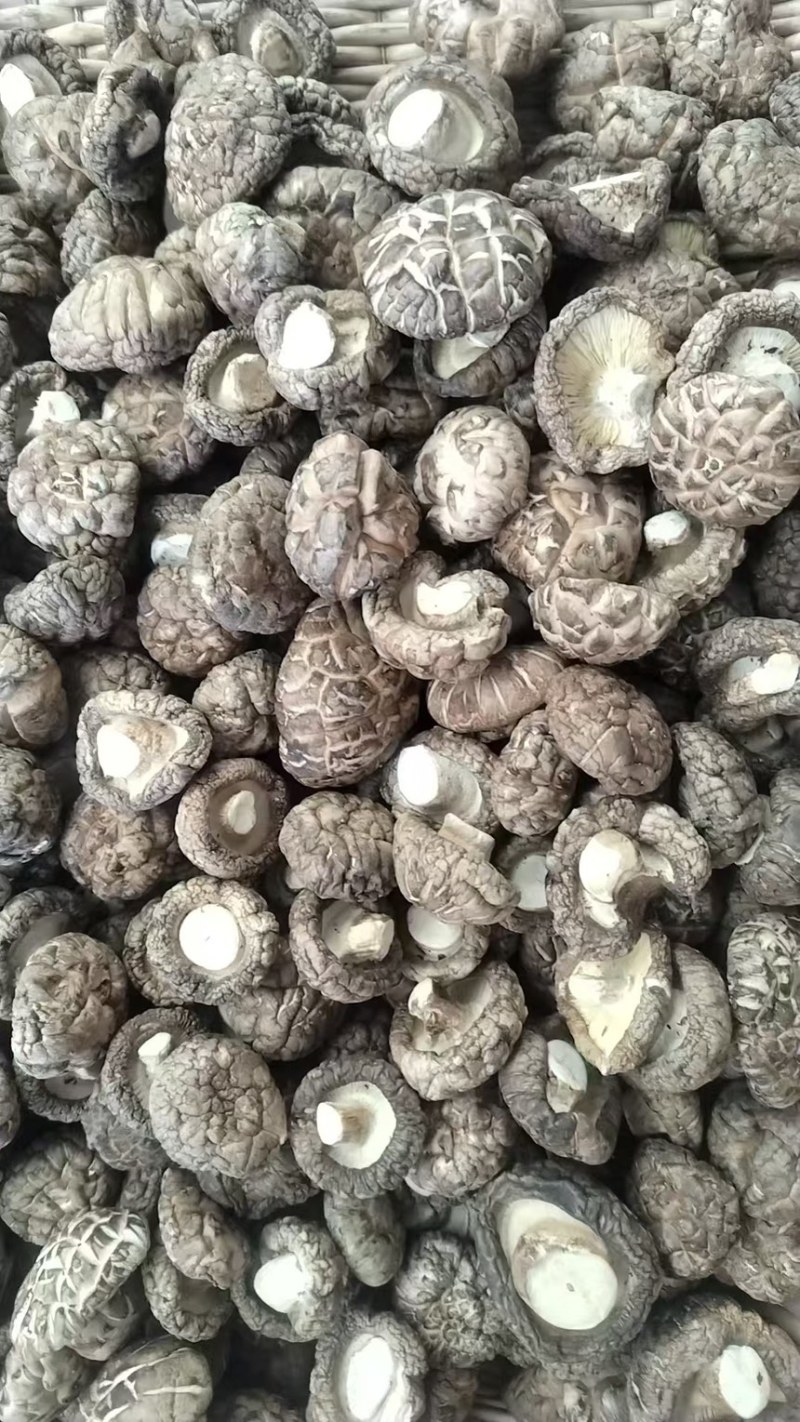 干香菇新鲜香菇烘干而成品质优良产地直供一手货源