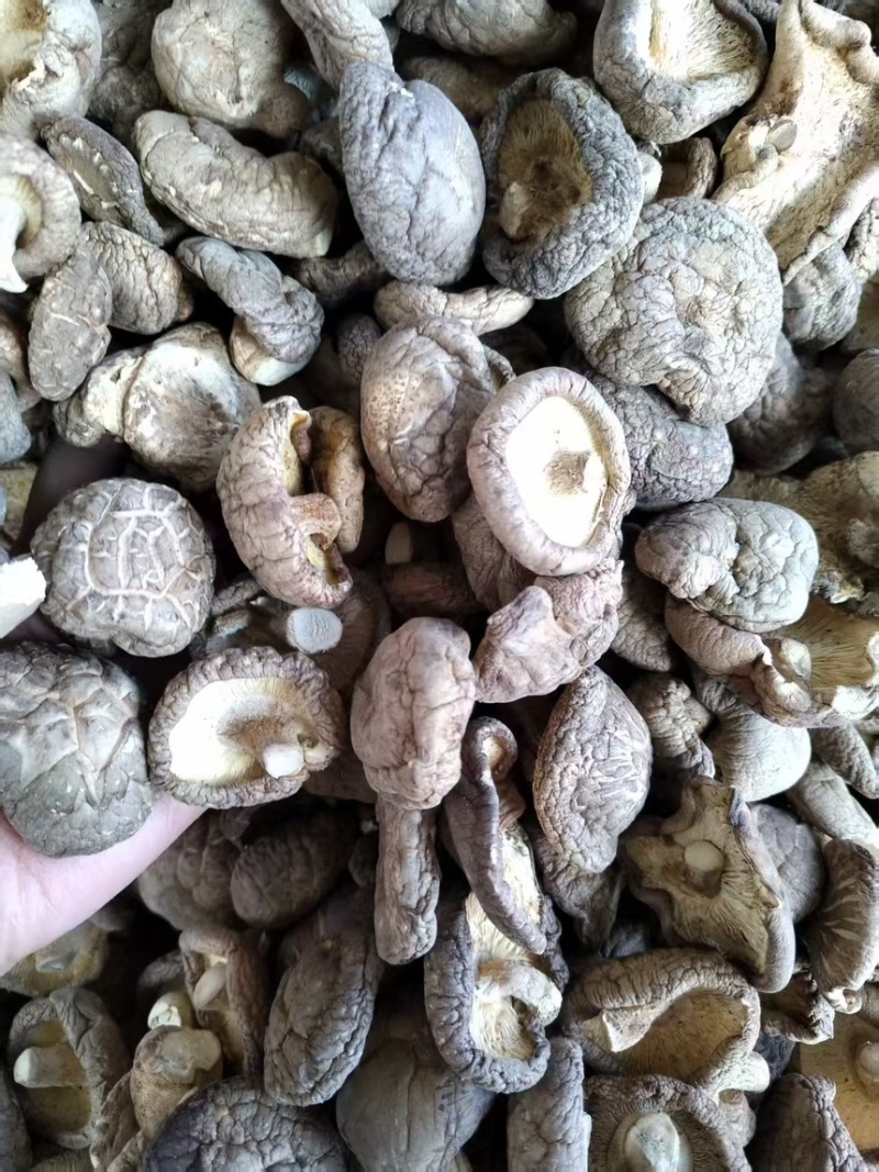 干香菇新鲜香菇烘干而成品质优良产地直供一手货源