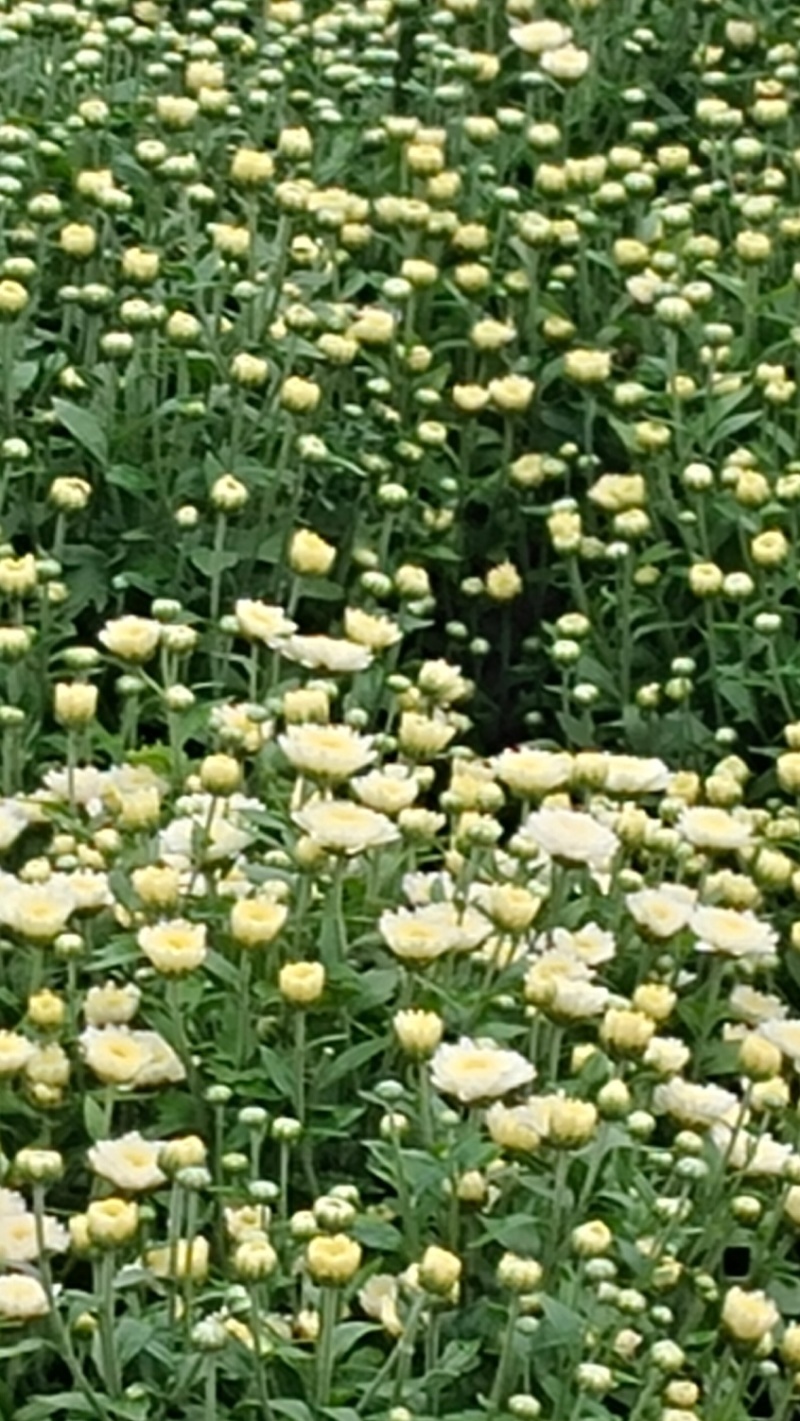 北京菊干菊花