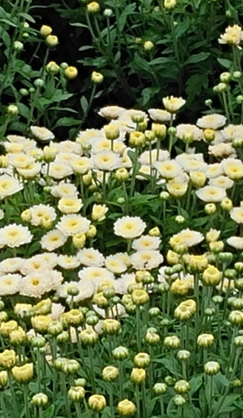 北京菊干菊花