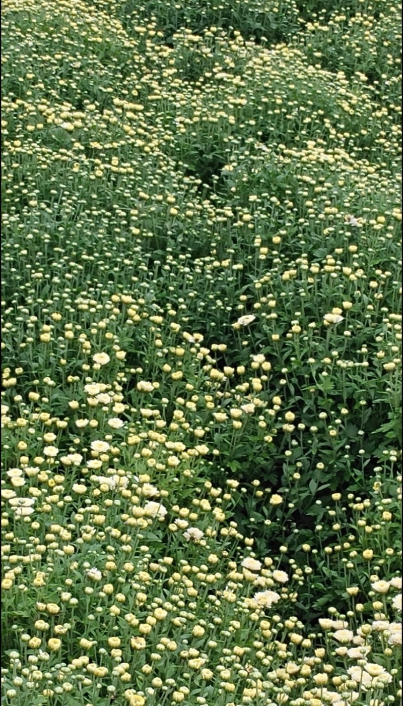 北京菊干菊花