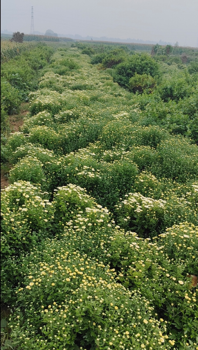 北京菊干菊花